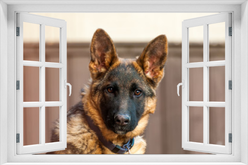 Fototapeta Naklejka Na Ścianę Okno 3D - Portrait of a junior german shepherd dog.