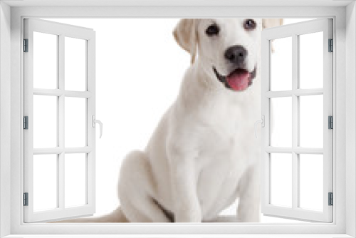 Fototapeta Naklejka Na Ścianę Okno 3D - Labrador puppy