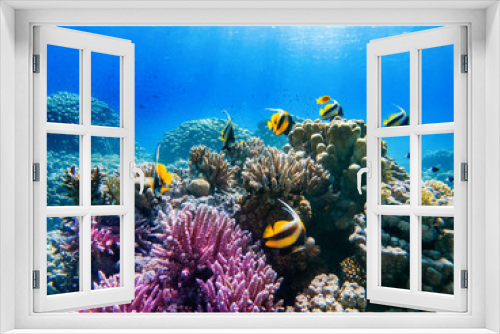 Fototapeta Naklejka Na Ścianę Okno 3D - colorful corals and exotic  fishes at the bottom of the red sea. beautiful natural summer background