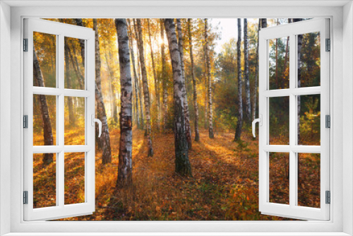 Fototapeta Naklejka Na Ścianę Okno 3D - Sunny autumn birch forest