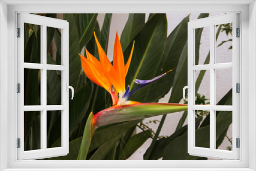 Fototapeta Naklejka Na Ścianę Okno 3D - Reginae Strelitzia Juncea, Crane Flower, Bird of Paradise. Green leaves backgroung. Exotic flower plant.