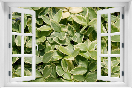 Fototapeta Naklejka Na Ścianę Okno 3D - Green variegated leaves cover the ground in the garden, abstract background from ground cover plant  periwinkle small variegated
