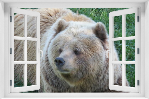 Fototapeta Naklejka Na Ścianę Okno 3D - European brown bear in the meadow