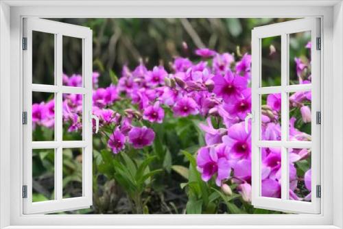 Fototapeta Naklejka Na Ścianę Okno 3D - The purple orchids, Dendrobium, are blooming in the orchard farm. They  are found in various conditions like tropical and all year round plant.