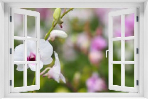 Fototapeta Naklejka Na Ścianę Okno 3D - Orchid flower in garden at winter or spring day for postcard beauty and agriculture idea concept design. Vanda Orchid.