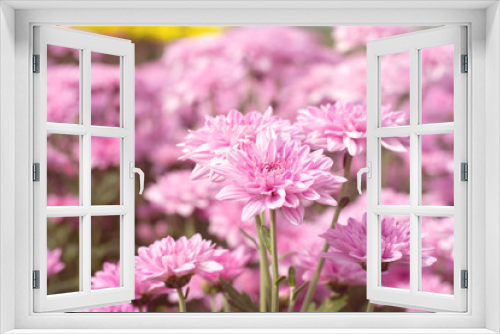 Fototapeta Naklejka Na Ścianę Okno 3D - Beautiful pink chrysanthemum in the garden