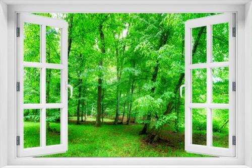 Fototapeta Naklejka Na Ścianę Okno 3D - Green forest panorama at rain
