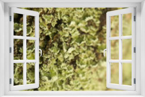 Fototapeta Naklejka Na Ścianę Okno 3D - Lichen