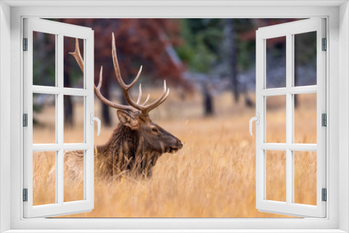Fototapeta Naklejka Na Ścianę Okno 3D - Elk deers from Canada