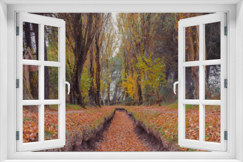 Fototapeta Naklejka Na Ścianę Okno 3D - fantástico paisaje del bosque en otoño 
