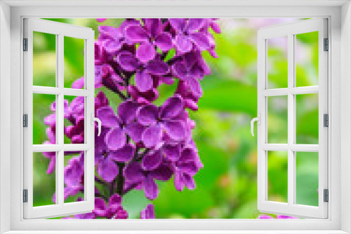 Fototapeta Naklejka Na Ścianę Okno 3D - Lilac branch