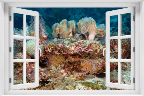 Fototapeta Naklejka Na Ścianę Okno 3D - coral reef 