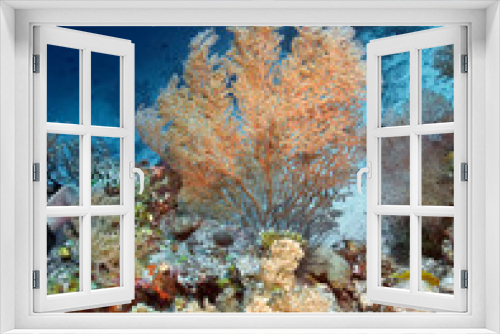 Fototapeta Naklejka Na Ścianę Okno 3D - coral reet