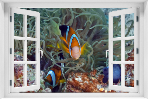 Fototapeta Naklejka Na Ścianę Okno 3D - tropical fishs in anemone