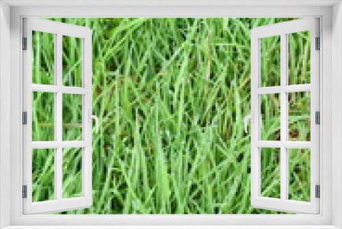 Fototapeta Naklejka Na Ścianę Okno 3D - water dew drop on green grass garden