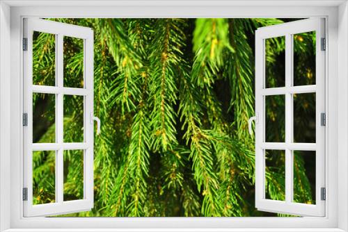 Fototapeta Naklejka Na Ścianę Okno 3D - Green pine twigs with needles, close up detail, natural organic background
