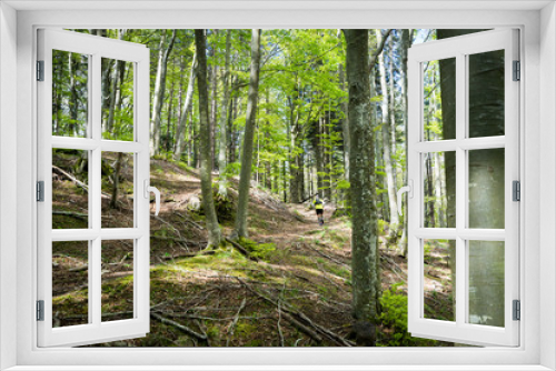 Fototapeta Naklejka Na Ścianę Okno 3D - escursione nel bosco