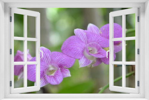 Fototapeta Naklejka Na Ścianę Okno 3D - orchid in the garden