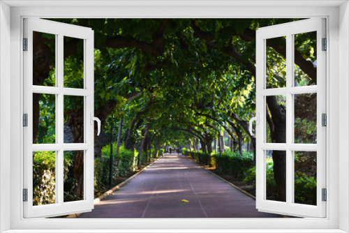 Fototapeta Naklejka Na Ścianę Okno 3D - green arch from trees of city alley park in selective focus