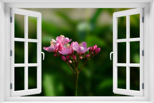 Fototapeta Naklejka Na Ścianę Okno 3D - Pink Flowers On Its Tree with Blury Background