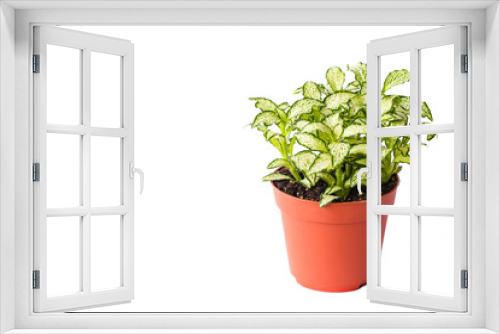 Fototapeta Naklejka Na Ścianę Okno 3D - Little plant in plastic pot isolated on white background. Space for add text. Eco Plants energy saving concept.