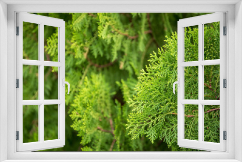 Fototapeta Naklejka Na Ścianę Okno 3D - Green leaf of pine tree background.