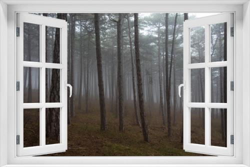 Fototapeta Naklejka Na Ścianę Okno 3D - misty morning in the forest