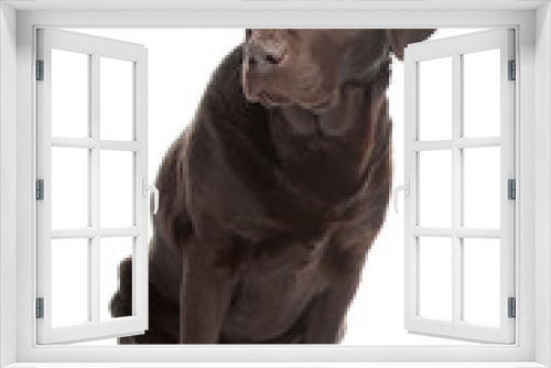 Fototapeta Naklejka Na Ścianę Okno 3D - chocolate Labrador Retriever