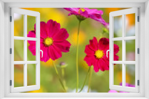 Fototapeta Naklejka Na Ścianę Okno 3D - Cosmos flower selective focus with blurred nature copy space background
