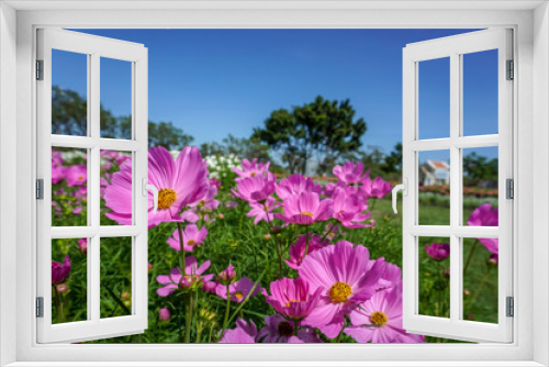 Fototapeta Naklejka Na Ścianę Okno 3D - Pink zinnia in the garden