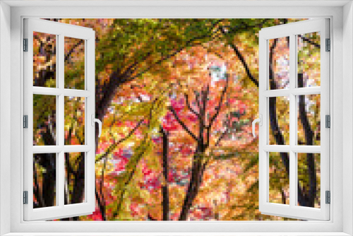 Fototapeta Naklejka Na Ścianę Okno 3D - 紅葉のある小路