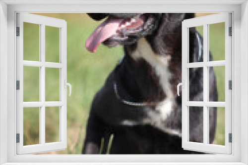 Fototapeta Naklejka Na Ścianę Okno 3D - Beautiful black and white alabai central Asian shepherd dog