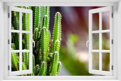 Fototapeta Naklejka Na Ścianę Okno 3D - Green cactus growing with sunshine.