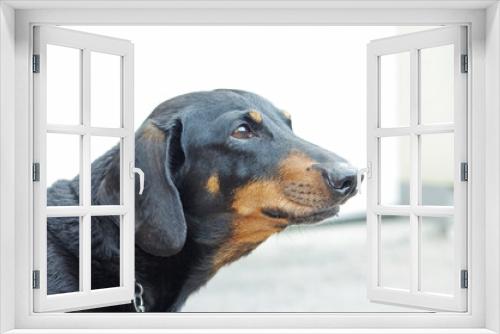 Fototapeta Naklejka Na Ścianę Okno 3D - Pies jamnik