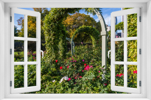 Fototapeta Naklejka Na Ścianę Okno 3D - Grant Park Rose Garden, Chicago, Illinois, USA