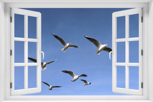 Fototapeta Naklejka Na Ścianę Okno 3D -  beautiful sea gulls on a background of blue sky
