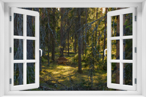 Fototapeta Naklejka Na Ścianę Okno 3D - Spruce Tree Forest, Sunbeams through illuminating Moss Covered Forest canopy