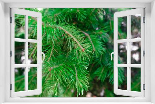 Fototapeta Naklejka Na Ścianę Okno 3D - Christmas green sprig close-up for the New Year, blurred background