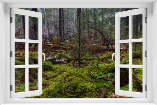 Fototapeta Naklejka Na Ścianę Okno 3D - Forest mess