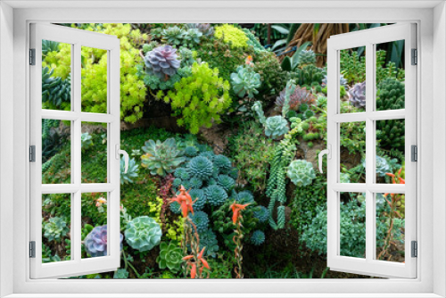 Fototapeta Naklejka Na Ścianę Okno 3D - succulents flowers in the garden