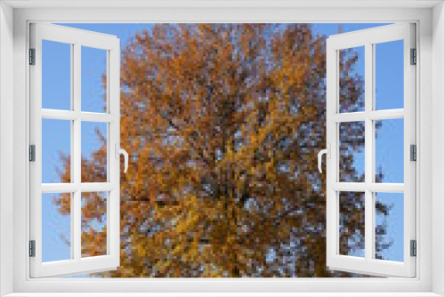 Fototapeta Naklejka Na Ścianę Okno 3D - Großer Baum mit herbstlichen Blättern auf einer Wiese unter blauem Himmel
