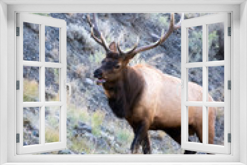 Fototapeta Naklejka Na Ścianę Okno 3D - Elk or Wapiti (Cervus canadensis)