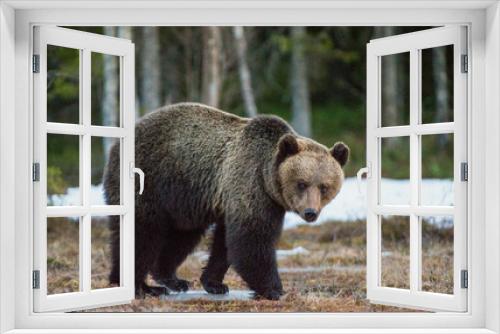 Fototapeta Naklejka Na Ścianę Okno 3D - Wild Adult Brown Bear (Ursus arctos) on a bog in spring forest.