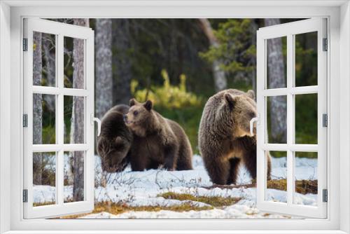 Fototapeta Naklejka Na Ścianę Okno 3D - She-bear and bear-cubs. Adult female of Brown Bear (Ursus arctos) with cubs on the snow in spring forest.