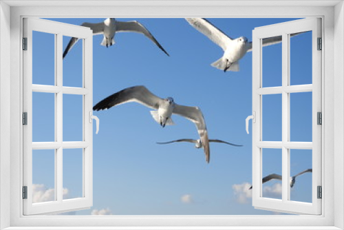 Fototapeta Naklejka Na Ścianę Okno 3D - Albatros volando