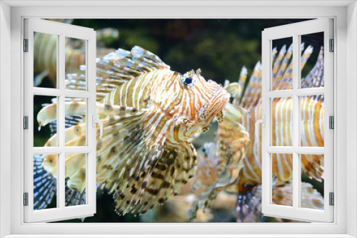 Fototapeta Naklejka Na Ścianę Okno 3D - Lion Fish (Pterois)