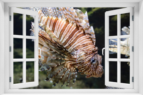 Fototapeta Naklejka Na Ścianę Okno 3D - Lion Fish (Pterois)