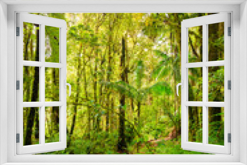 Fototapeta Naklejka Na Ścianę Okno 3D - Thick green jungle in Central America