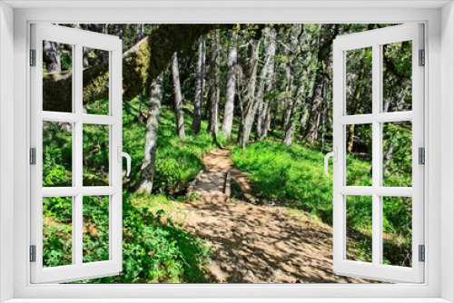 Fototapeta Naklejka Na Ścianę Okno 3D - Cataract Trail, Marin County