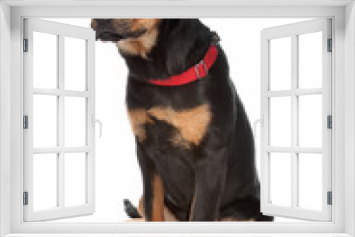 Fototapeta Naklejka Na Ścianę Okno 3D - Rottweiler puppy